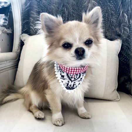 swiss bandana alpaufzug – Bild 7