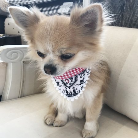 swiss bandana alpaufzug – Bild 5