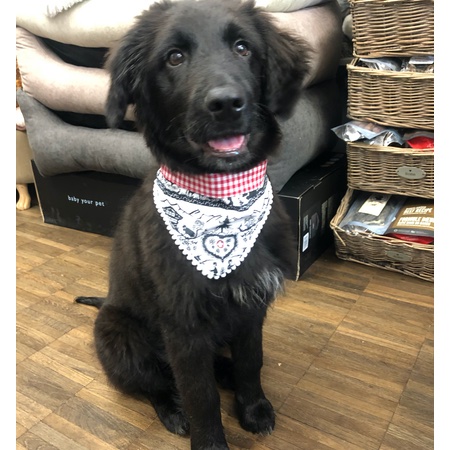 swiss bandana alpaufzug – Bild 3