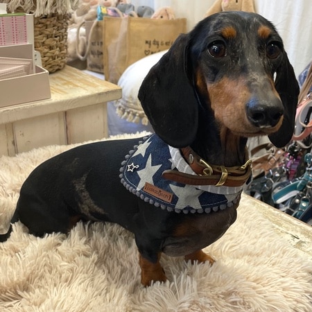 bandana jeans stars – Bild 5