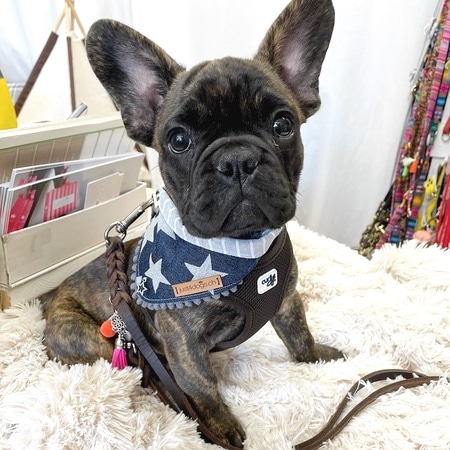 bandana jeans stars – Bild 7