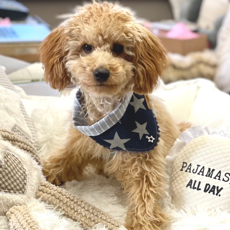 bandana jeans stars – Bild 8