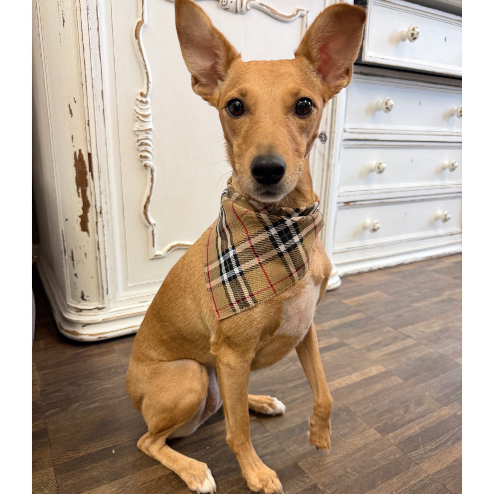 bandana london calling – Bild 4