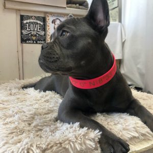 biothan halsband und leine mit zürich koordinaten