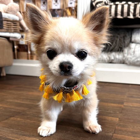 boho bandana sunshine day – Bild 6