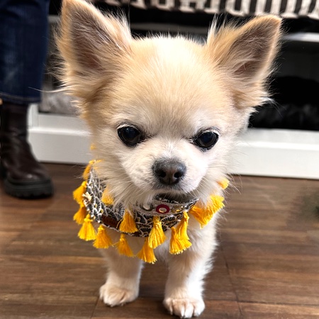 boho bandana sunshine day – Bild 7