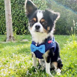 casanova hundegeschirr