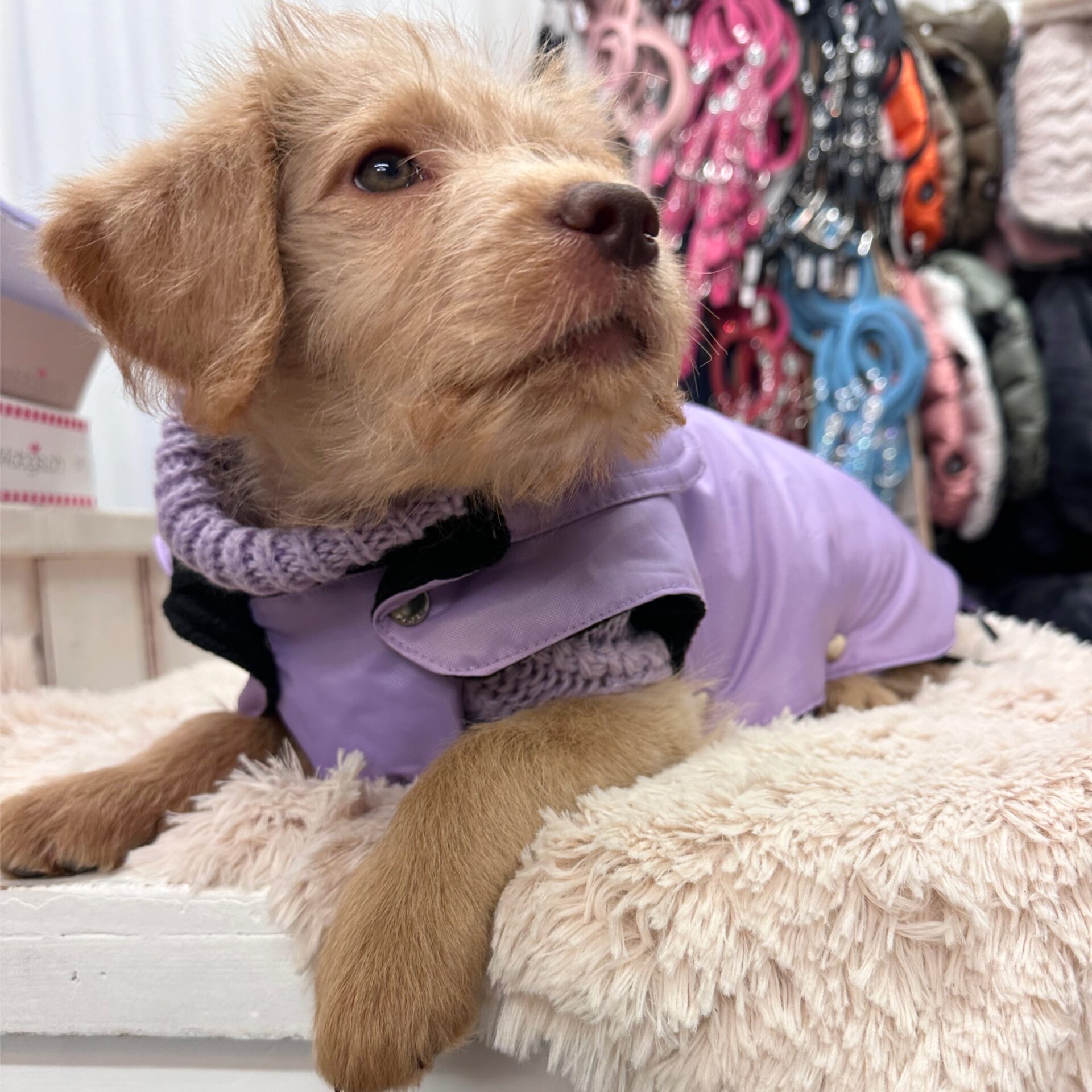 dogue hundepullover lila – Bild 6