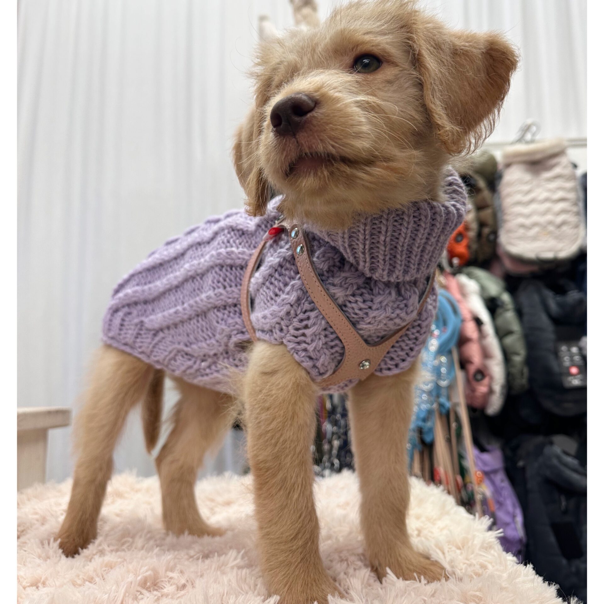 dogue hundepullover lila – Bild 3