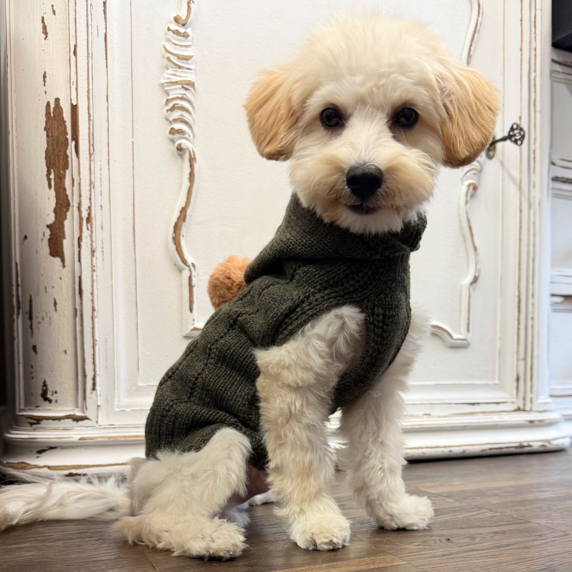 hunde cashmere olive mit ponpon – Bild 5