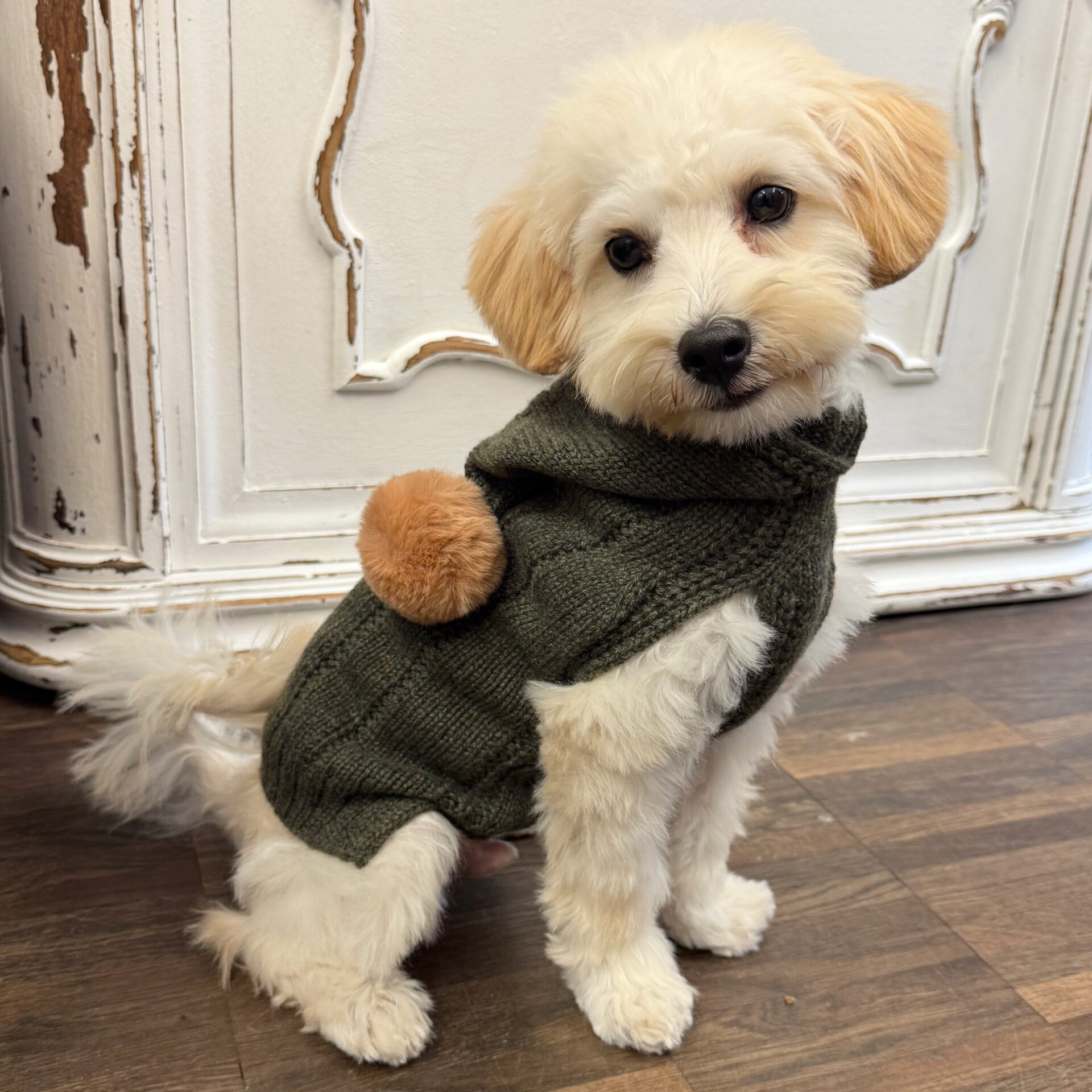 hunde cashmere olive mit ponpon – Bild 2