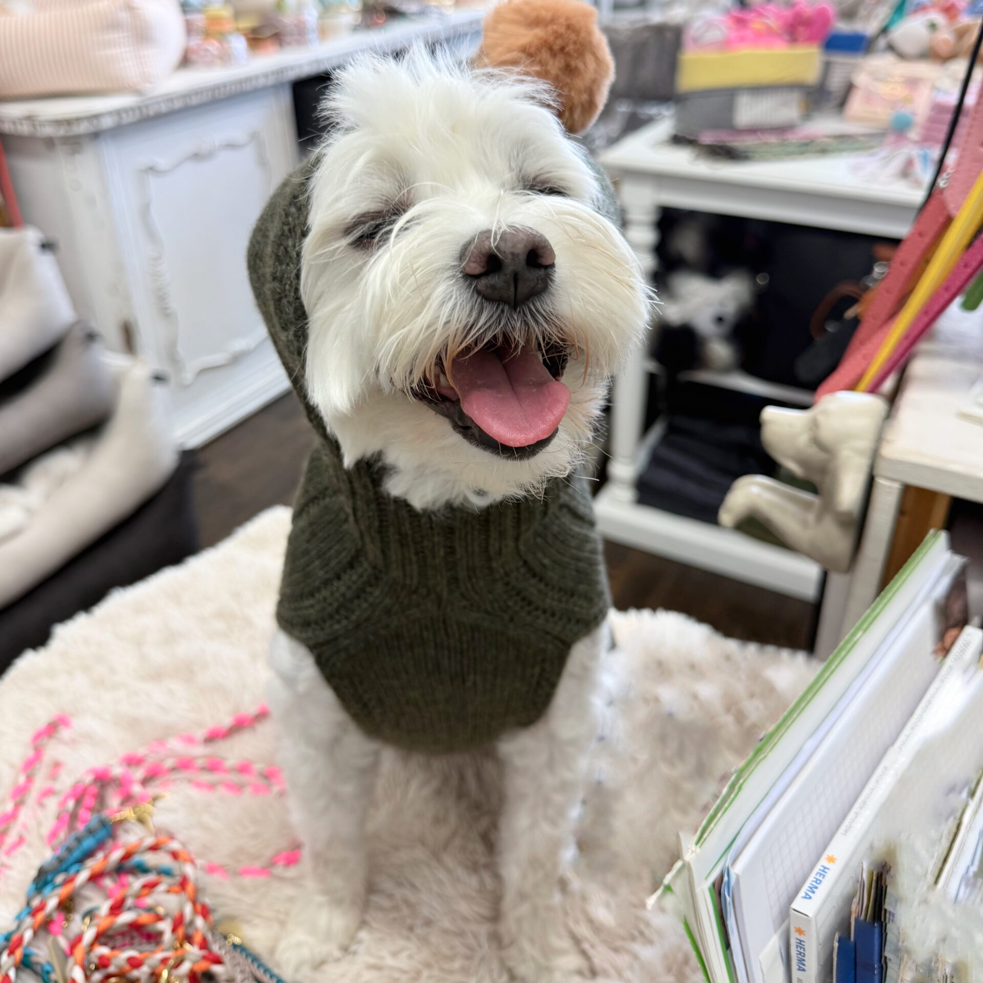 hunde cashmere olive mit ponpon – Bild 4