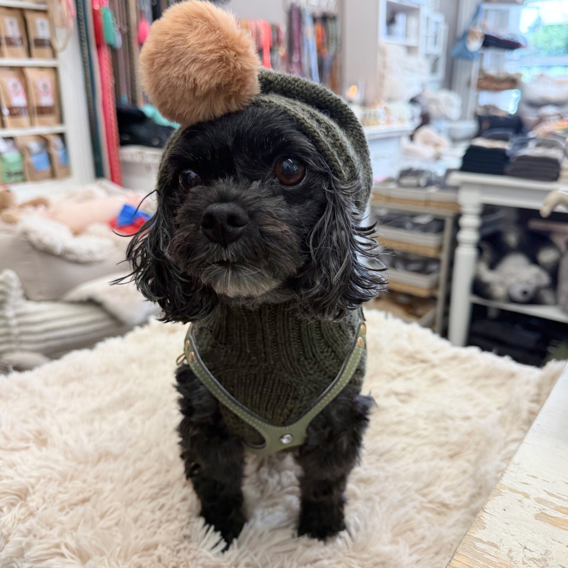 hunde cashmere olive mit ponpon – Bild 3