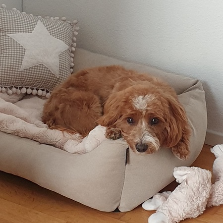 hundebett comfort beige – Bild 9