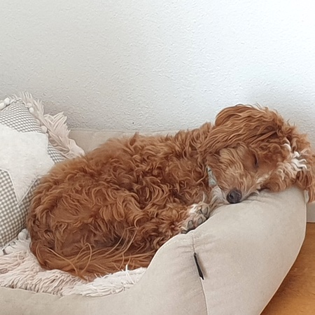 hundebett comfort beige – Bild 4