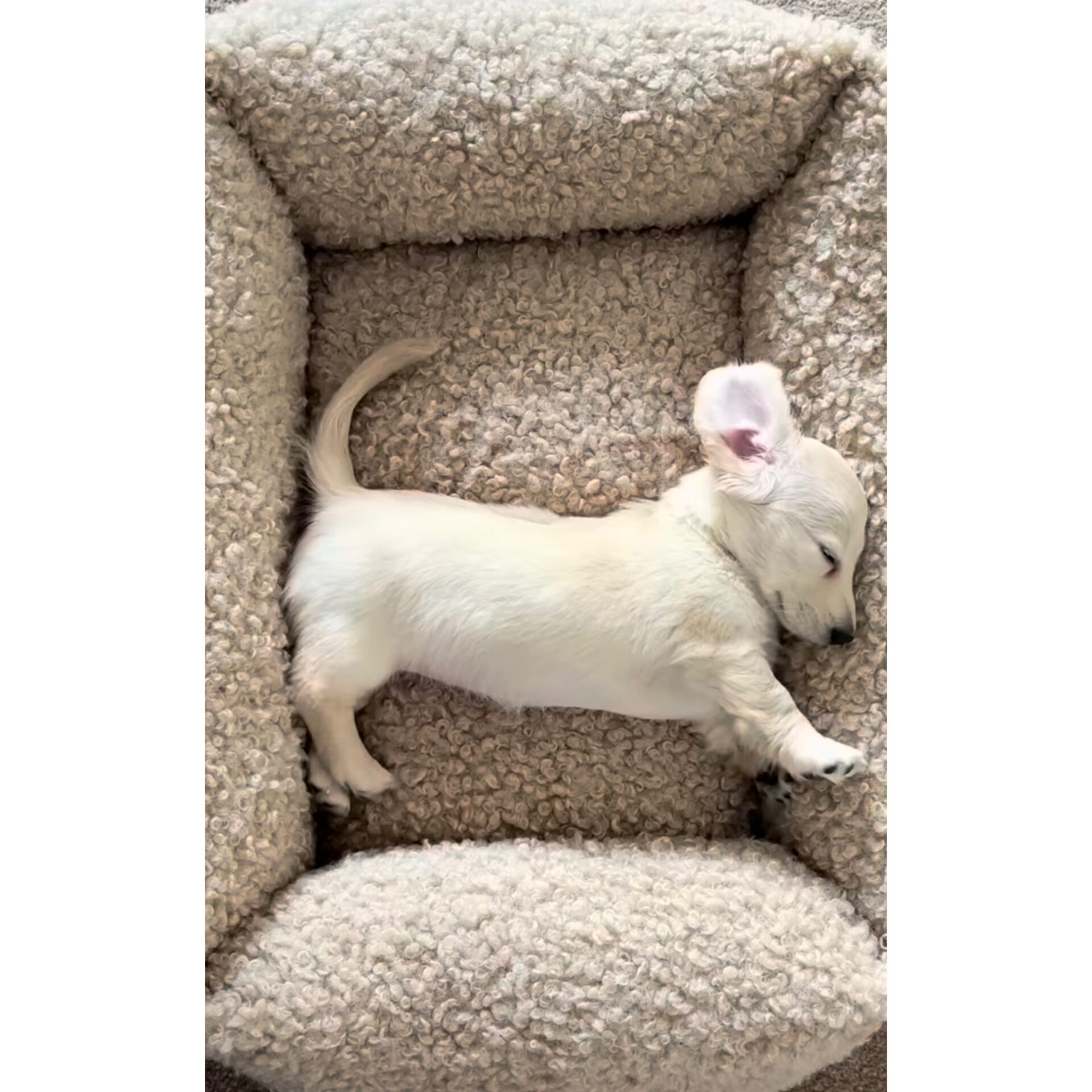 hundebett dreamer creme lammfelloptik – Bild 3