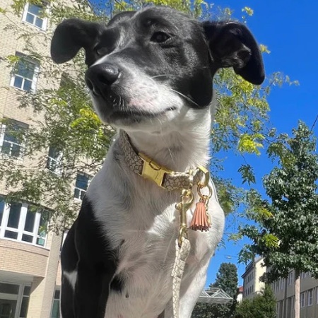 hundehalsband signature – Bild 6