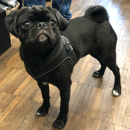 hundeharness kite luxury soft black – Bild 5