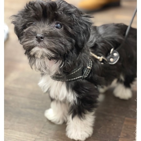 hundeharness kite luxury soft black – Bild 6