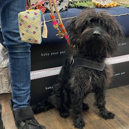 hundeharness kite luxury soft black – Bild 7