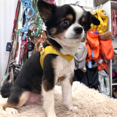 hundenarness kite luxury soft golden – Bild 4