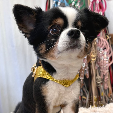 hundenarness kite luxury soft golden – Bild 6