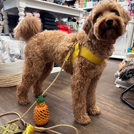 hundenarness kite luxury soft golden – Bild 3