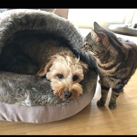 luxury kuschelhöhle anthrazitgrau – Bild 5