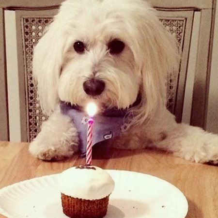 mini cupcakes – Bild 2