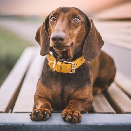 peruvian hundehalsband james yellow – Bild 5