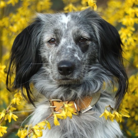 peruvian hundehalsband james yellow – Bild 7