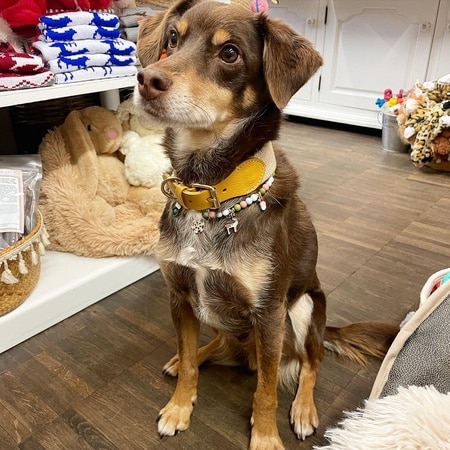 peruvian hundehalsband james yellow – Bild 3