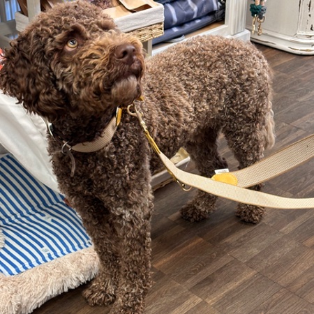 peruvian hundehalsband james yellow – Bild 4