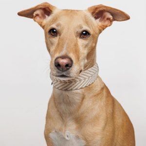 peruvian hundehalsband sand