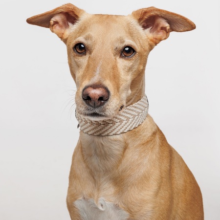 peruvian hundehalsband sand