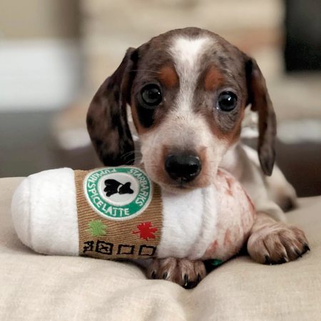 starbarks pupkin spice latte