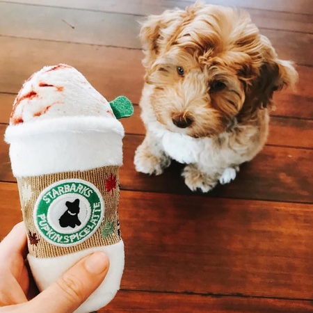 starbarks pupkin spice latte – Bild 4