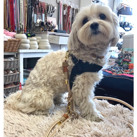 hundeharness kite luxury soft black – Bild 9