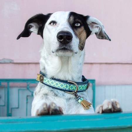 vegan hundehalsband judy – Bild 3